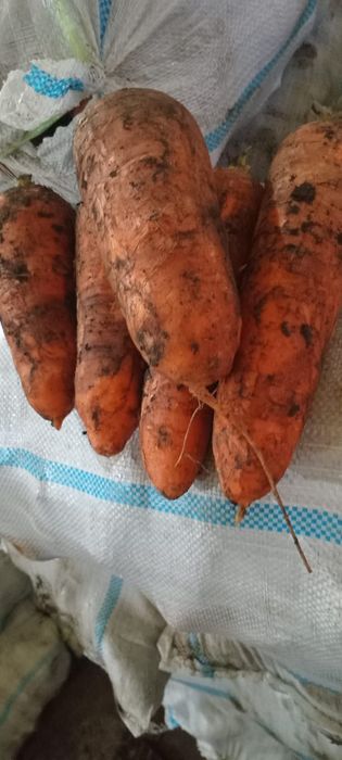 Картошка сорт Гала оптом