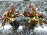 Растение Эхинодорус Оцелот красный