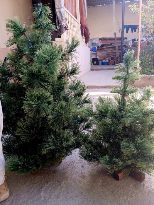 Ёлка  новогодний