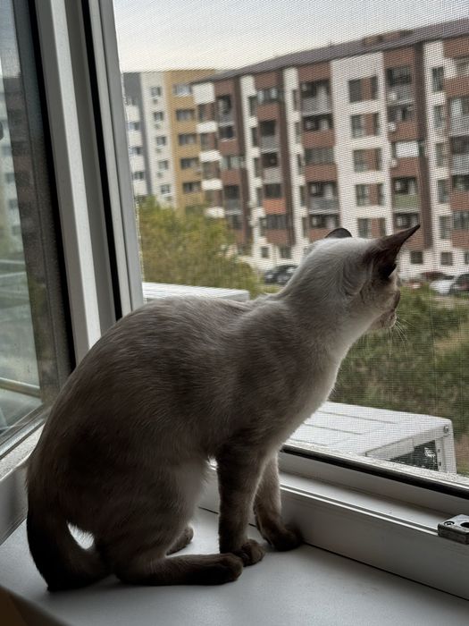 Pisica Siameza De adoptat