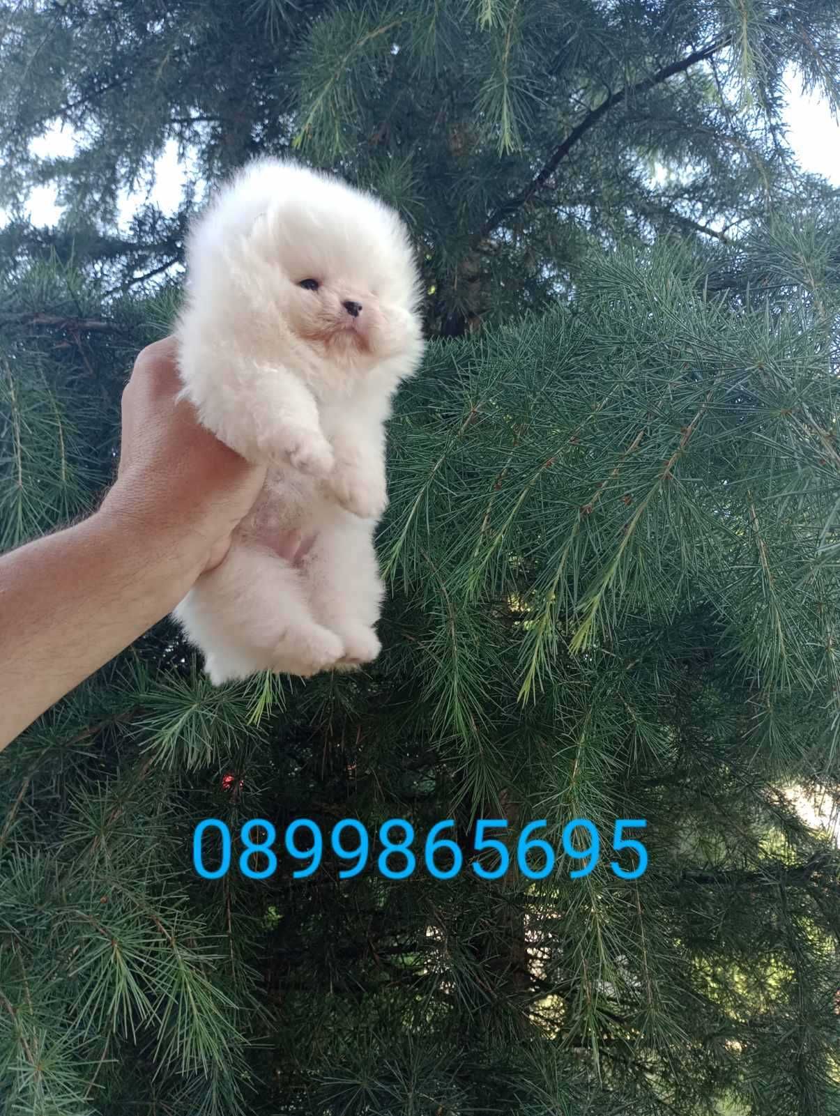 Бели Померани. Реални снимки!