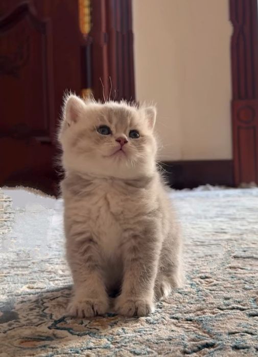 Котята британцы золотая шиншилла