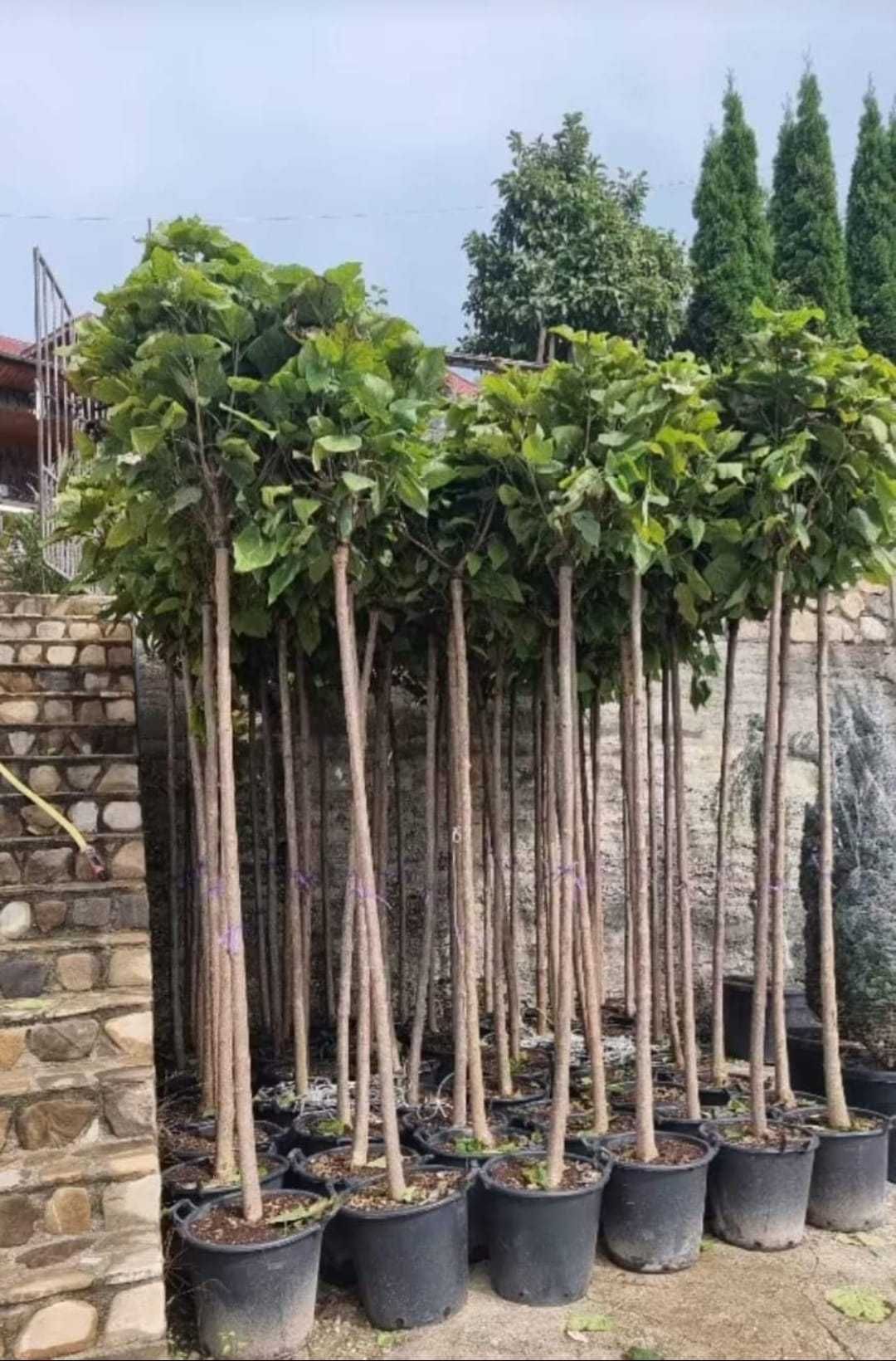 Catalpa , Tuia Magnolia Copac , Brad Argintiu , Plante Ornamentale