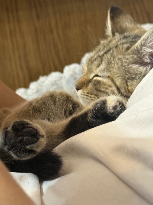 Ищем заботливые руки для котёнка