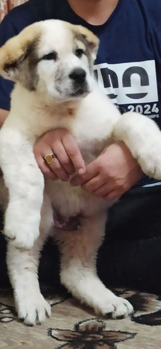 Шенок Алабая чистокровный