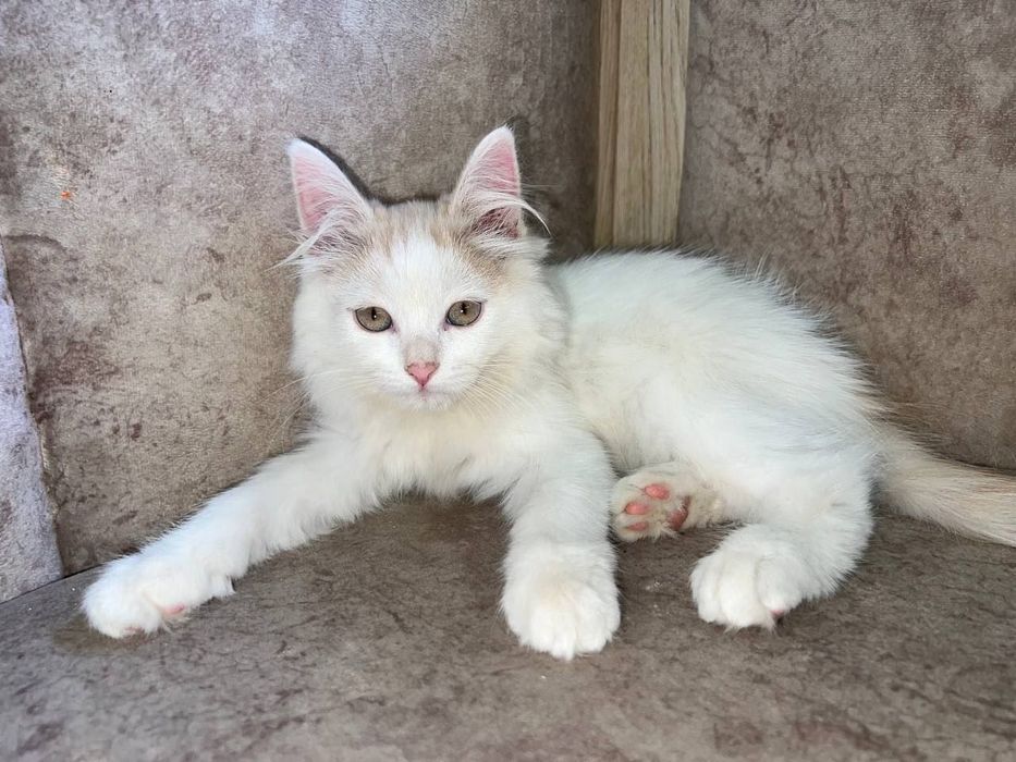 Tekinga mushuk Turetkiy Van