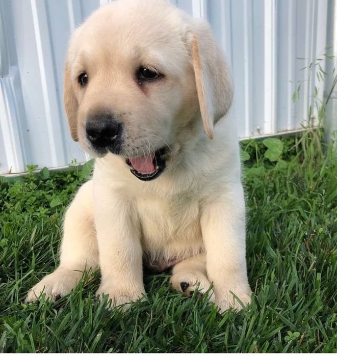 Puiut Labrador Retriever cu pedigree tip A