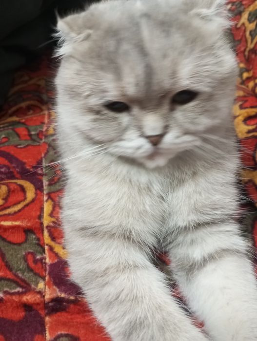 Scottish fold,zottor mushuk,qizbola,