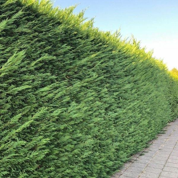 Leylandii gard viu veșnic verde, iarna, Cupressus, chiparos,teren casă