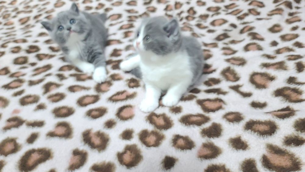 Шотландские котята Scottish Straight 1.5 месяца