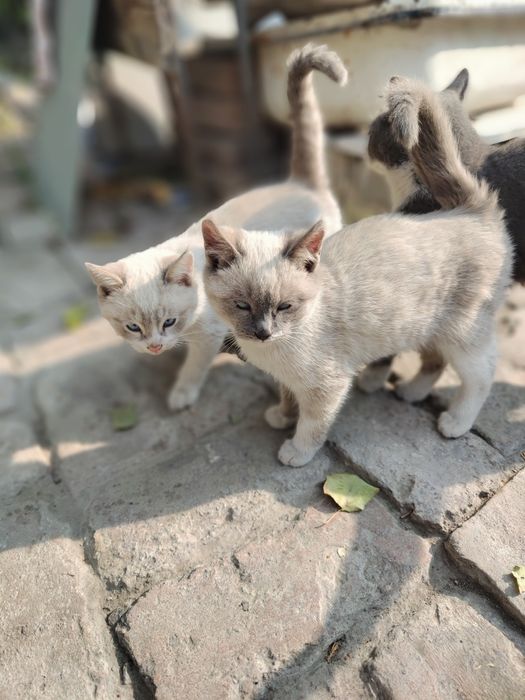 Продаются котята сиамские и страйт