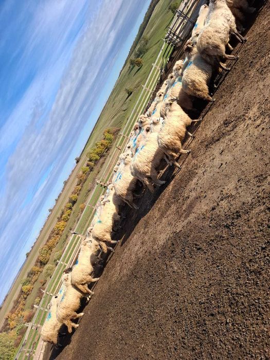 Vând oi țurcane bune