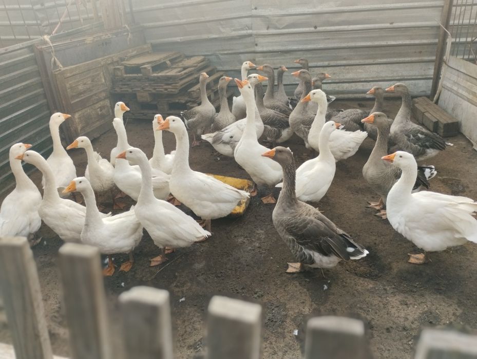 Продам гуси домашние