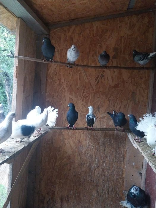 Schimb porumbei voiajori și de ornament cu găini diferite rase