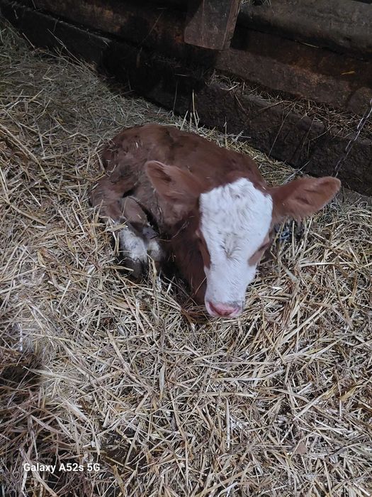 Vitel baltata romaneasca