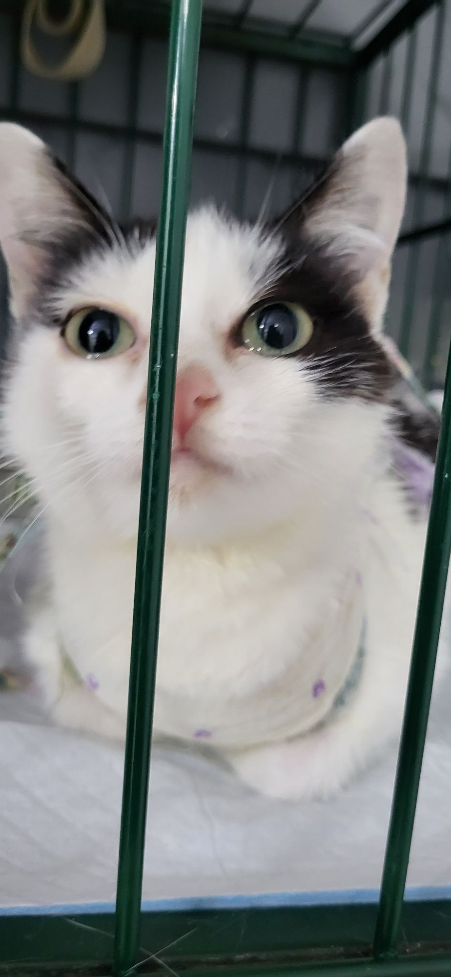 Кошка Луна ищет дом