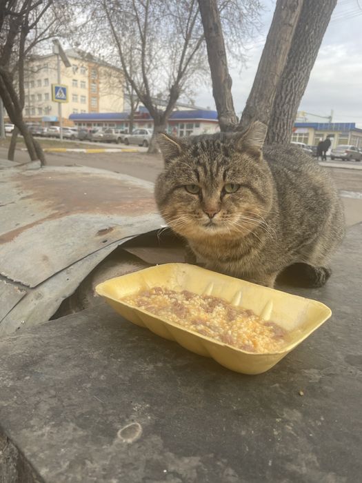 Кот Кузьма Кузьмич