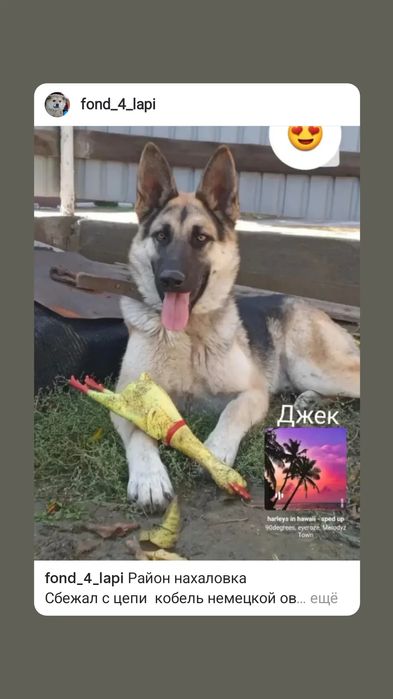 Пропал кобель на нахаловке