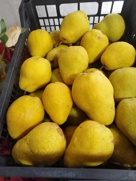 pere gutui calitatea 1