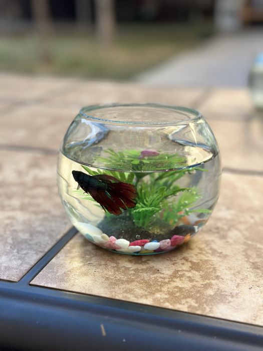 Рыбка петушок декоративные