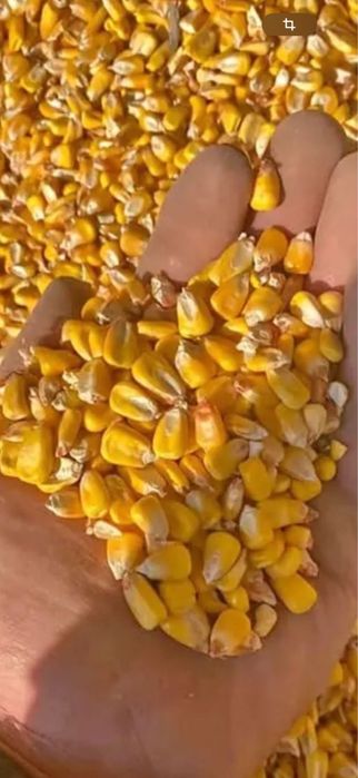 Vand parumb boabe recolta 2025