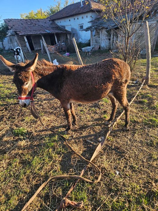 2 magarite 2000 lei amandoua