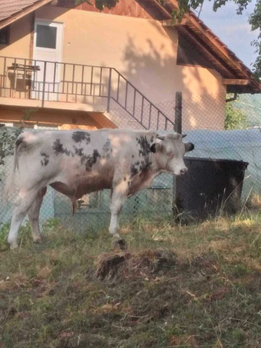 Bovine  de vanzare