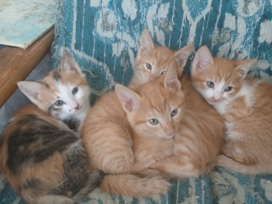 Котята в хорошие руки