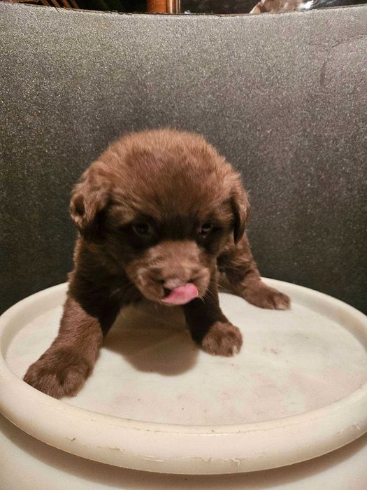 Лабрадорчета куче