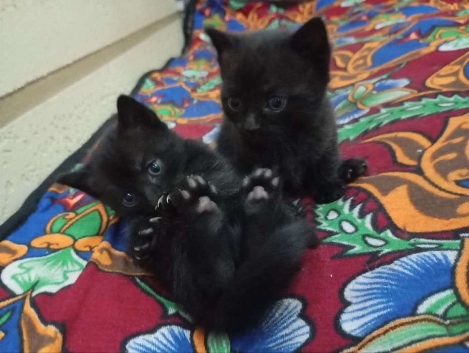 Super narxda mushuk sotiladi