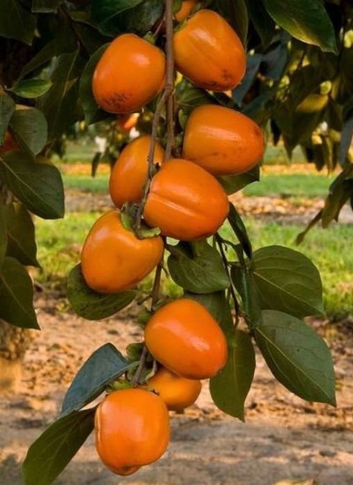 Дръвчета Райска ябълка за лкиенте на едро и дребно