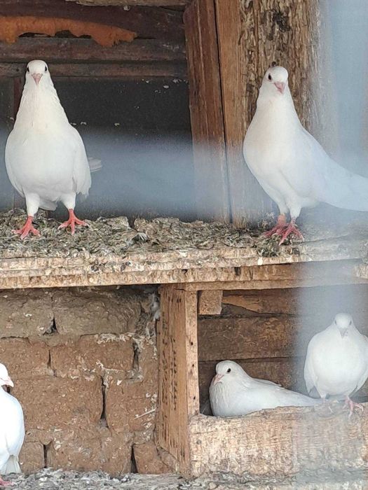 Гугутки и гълъби
