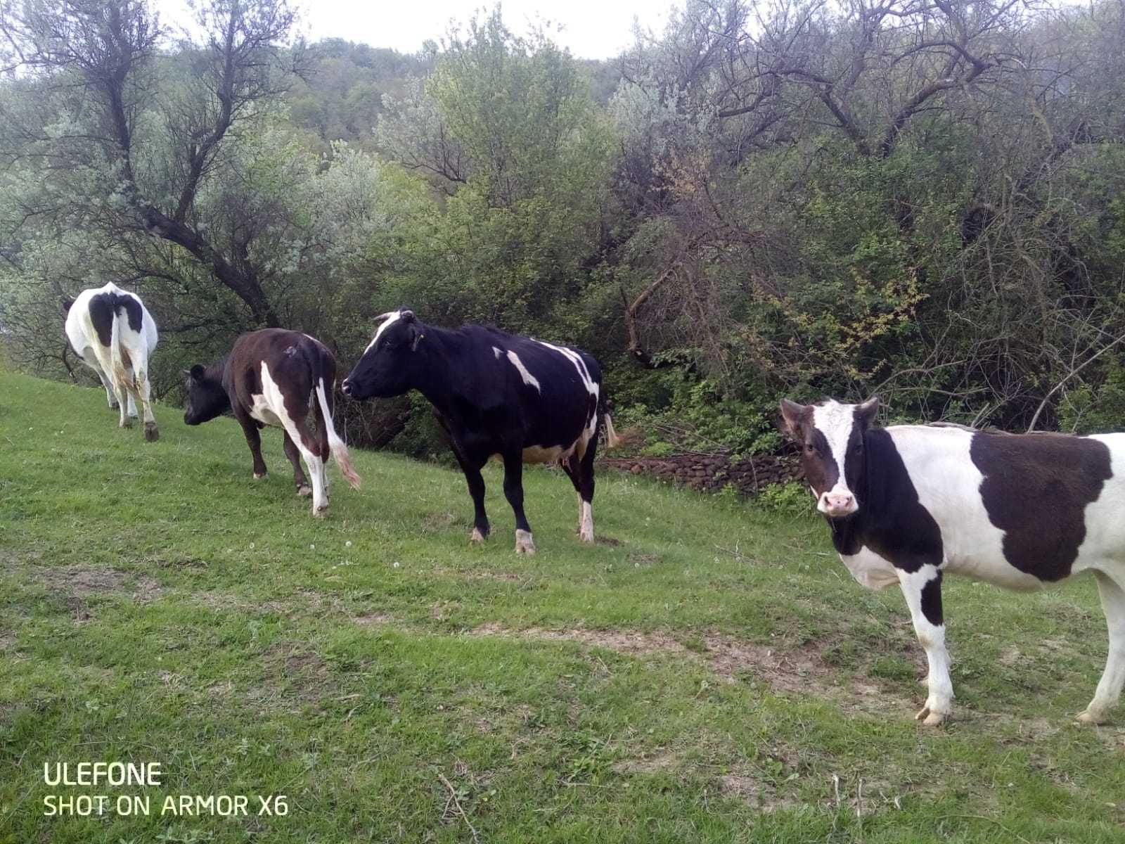 Vaci bălțate frumoase