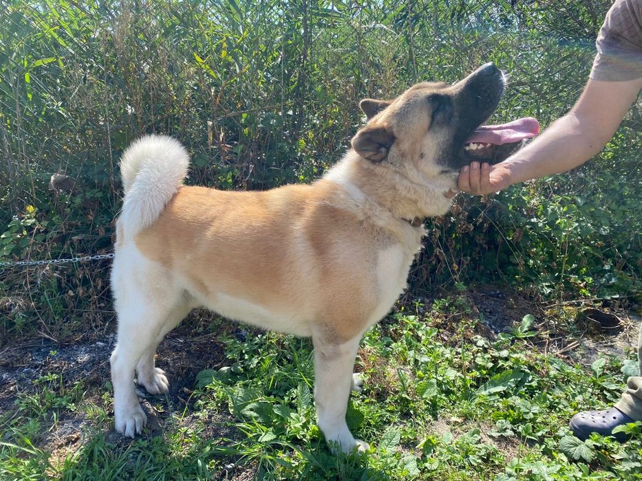 Akita american schimb