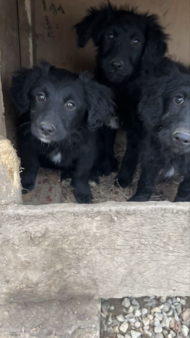 Donez cațelusi jucausi