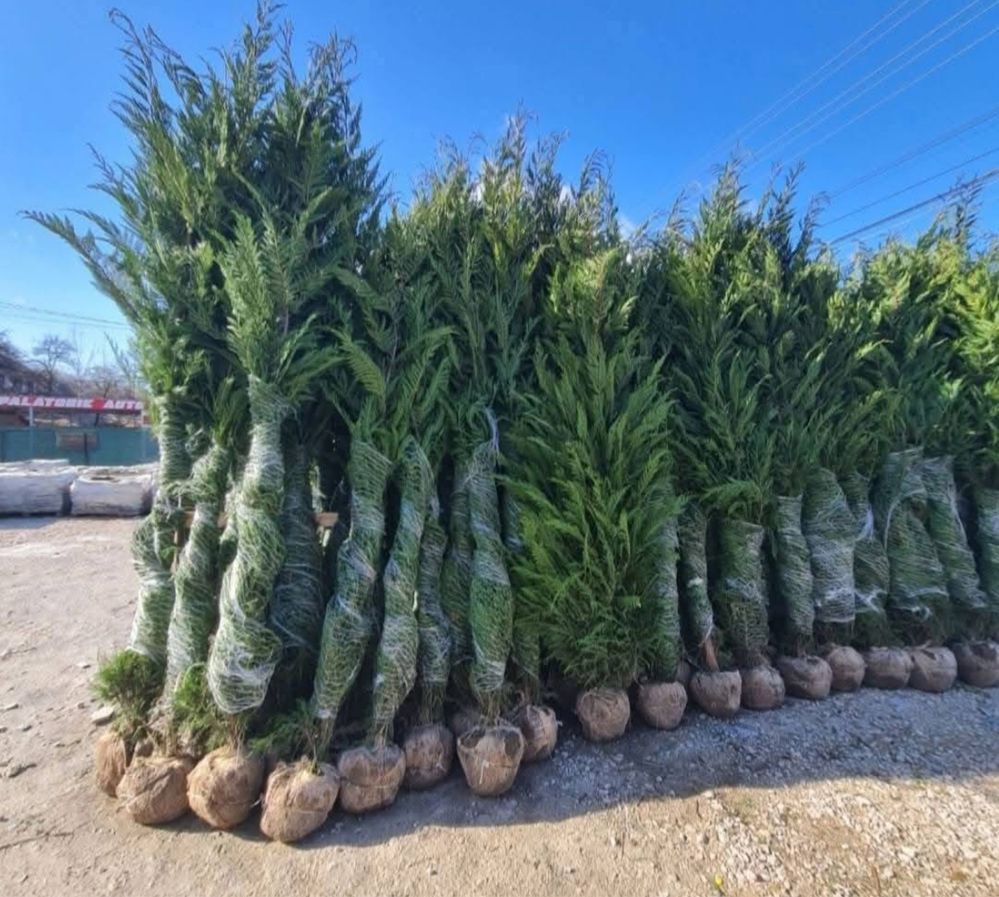 Leylandii chiparos