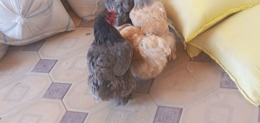 Brama mokiyonlar sotiladi
