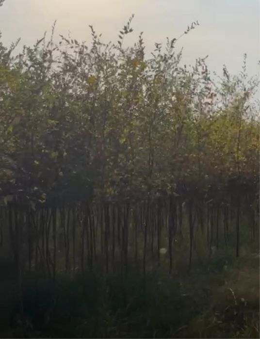 Саженцы көшет қара ағаш ёлка сосна