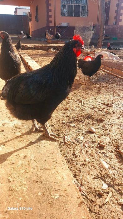 Жерсий гигант тауықтары сатылады.Қатты төзімді