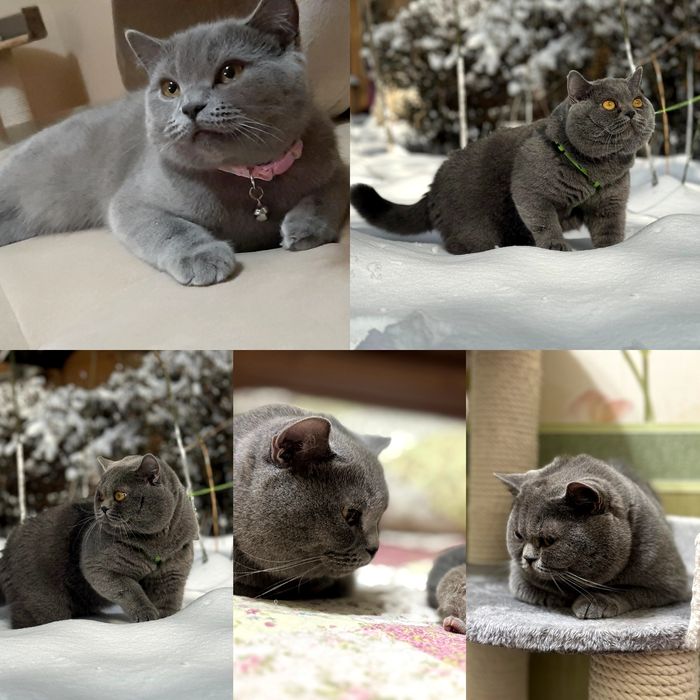 Готовые котята скоттиш-страйт