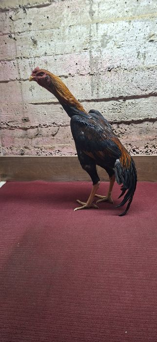 Жўжа хўроз сотилади нархи 250$