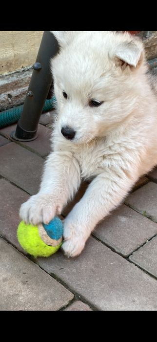 Puiut husky siberian