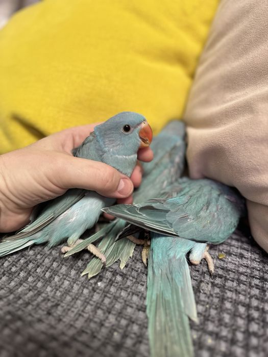 Ожереловый синий попугай