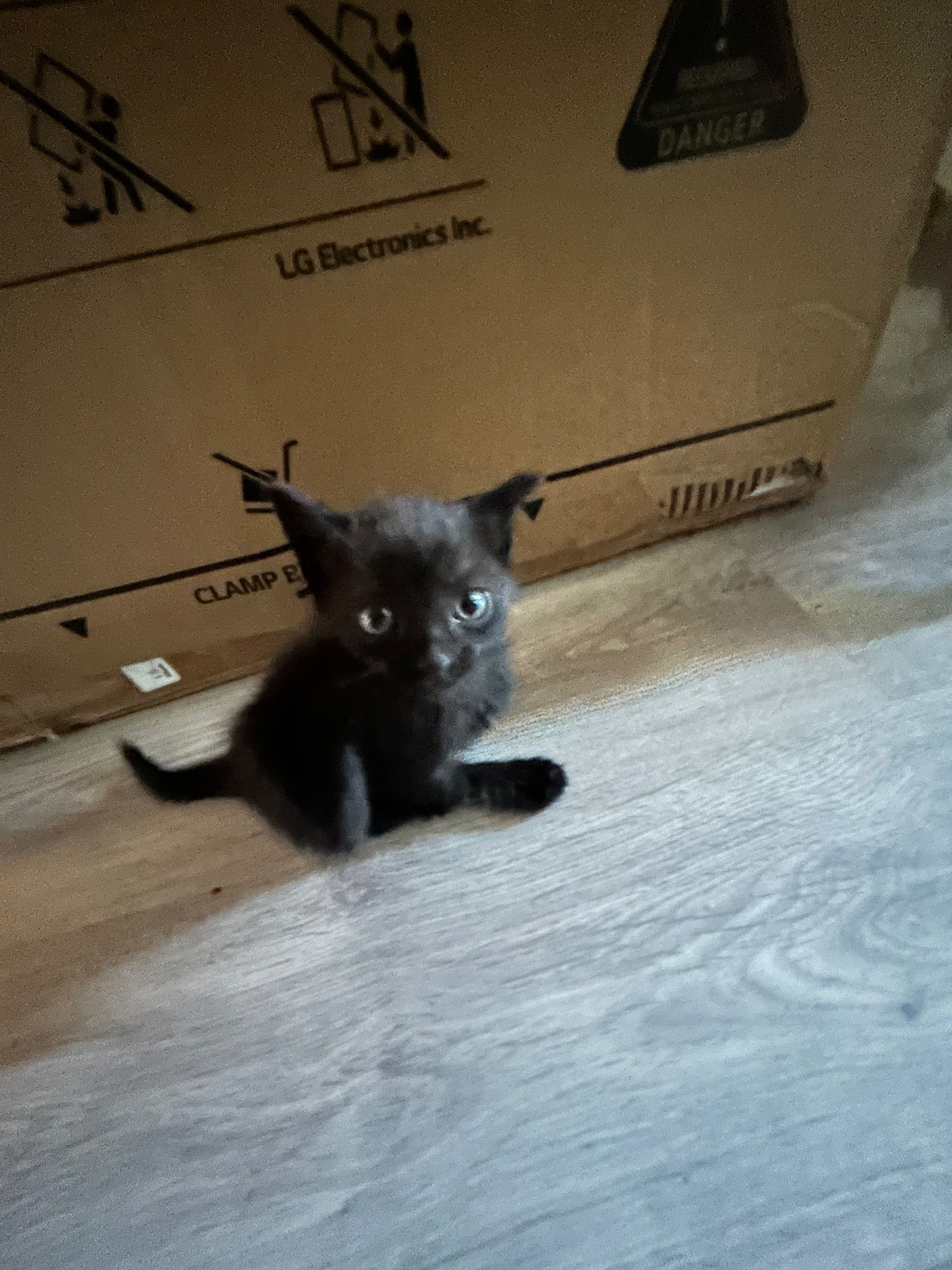Котята в добрые руки — очень ласковые