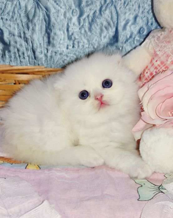 Продается шикарный белоснежный котенок мальчик