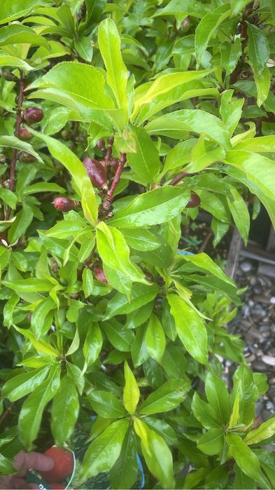 Pomi fructiferi la ghiveci !anul 3-6