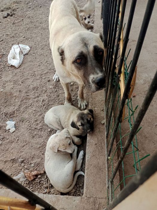 Zotli kuchuk It собака