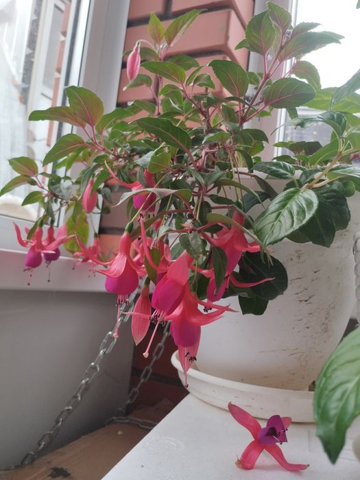 Фуксия черенки продам