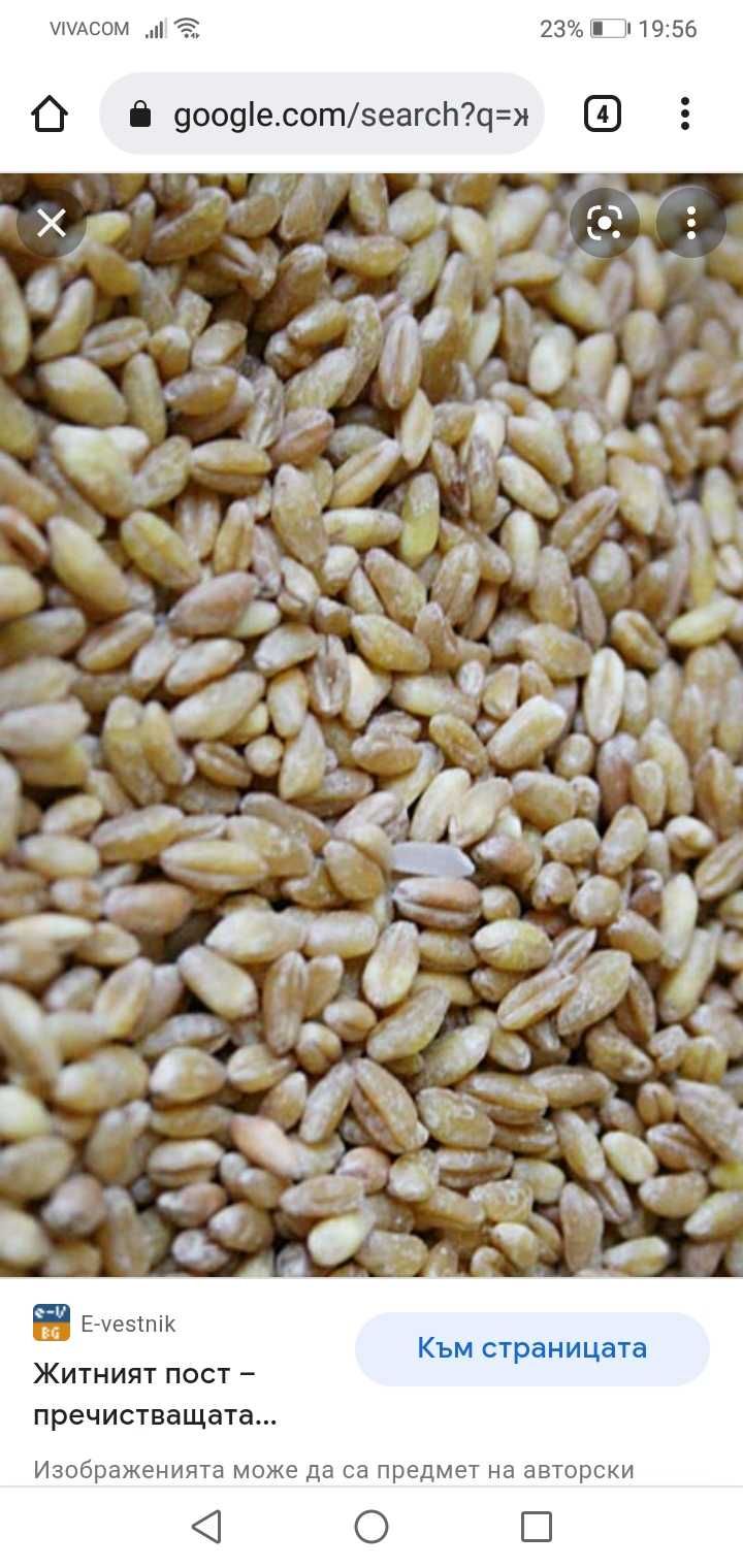 Пшеница, жито, третикале