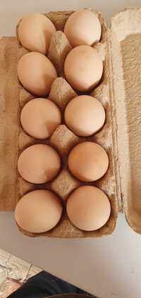 Ouă pentru incubat.
